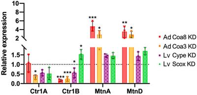 Mitochondrial Cytochrome c Oxidase Defects Alter Cellular Homeostasis of Transition Metals